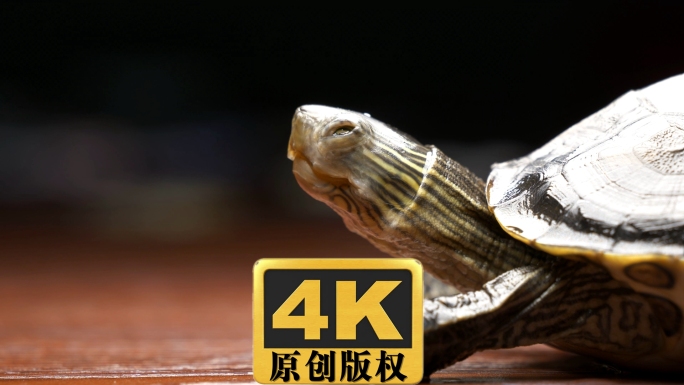 乌龟（巴西龟、草龟）视频素材4K