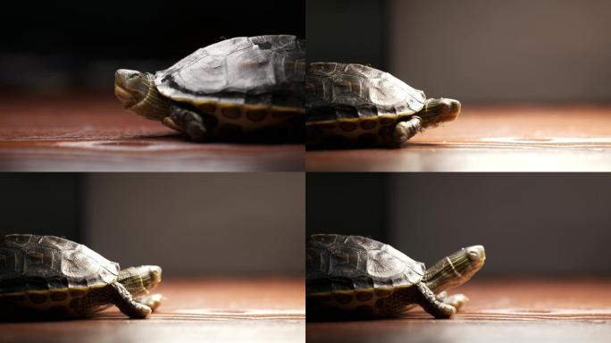 乌龟（巴西龟、草龟）视频素材4K