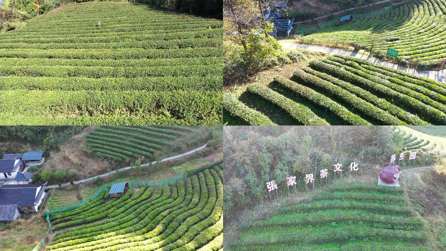 4K航拍张家界茶文化养生园