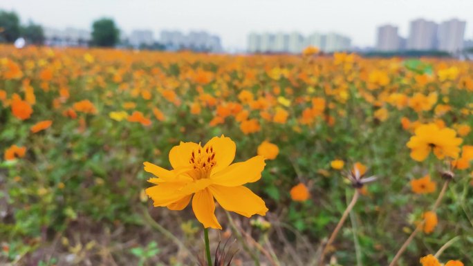 微风中 花圃中 微风里的黄色花朵