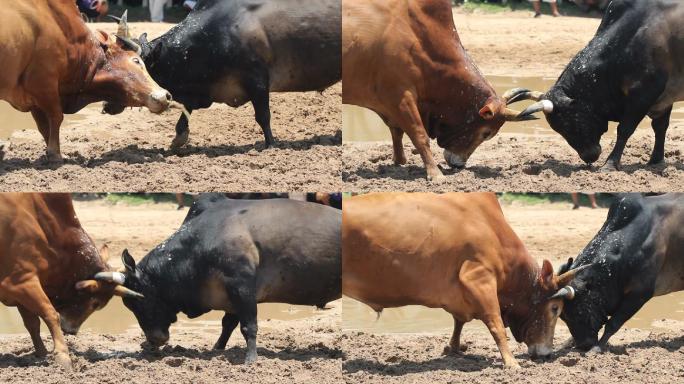 两头牛在打架斗牛角力视频素材较量