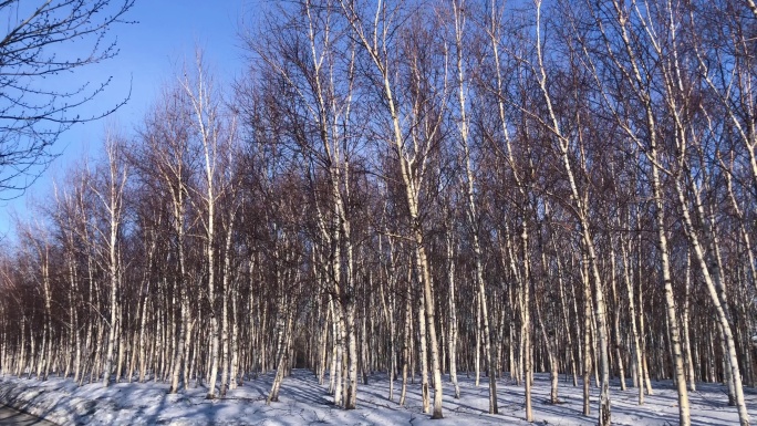 雪景映衬下的白桦树林电视片素材