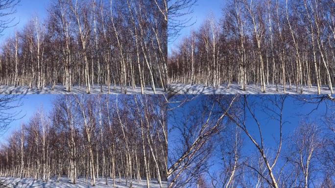 雪景映衬下的白桦树林电视片素材