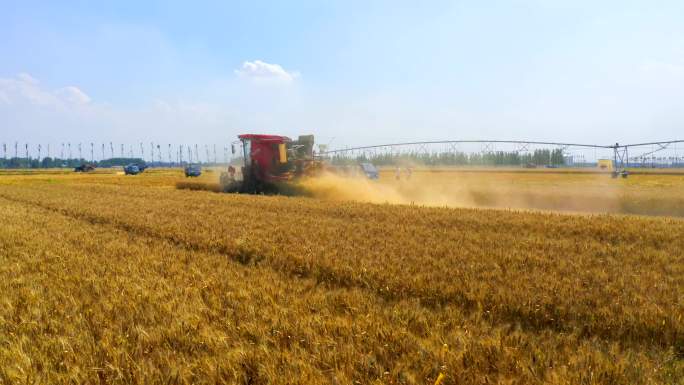 4K航拍农机机械收获小麦