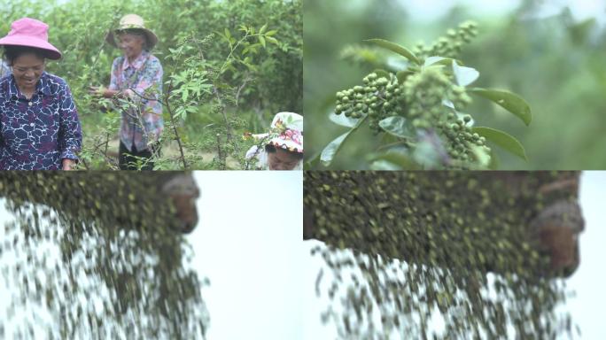 花椒青花椒花椒树、花椒生产