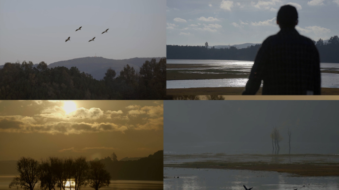 晨雾早上日出时飞鸟飞过空旷的湖边唯美景观
