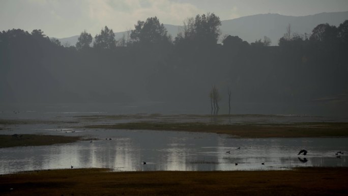 晨雾早上日出时飞鸟飞过空旷的湖边唯美景观
