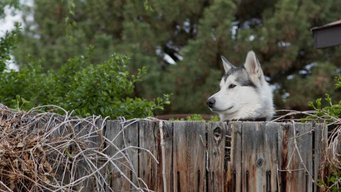 宠物哈士奇狗突然出现在栅栏外