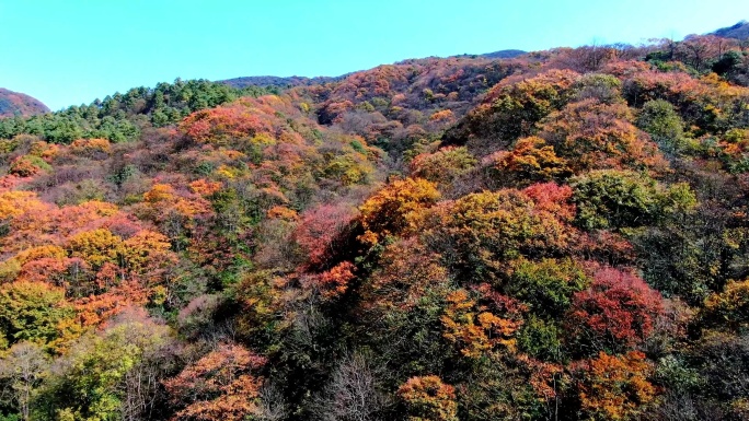 4K 航拍贵州雷公山秋天风光1