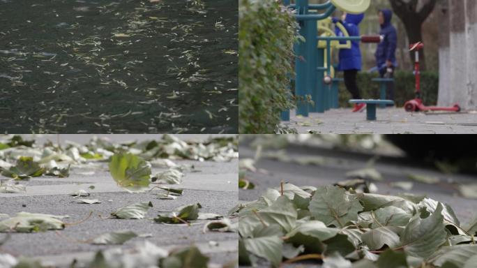 北京初冬，枯叶，寒冷深秋，水面落叶