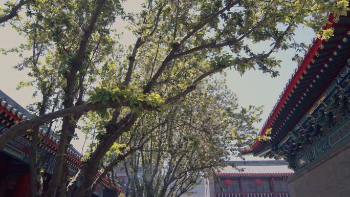天津天后宫的梨树开花