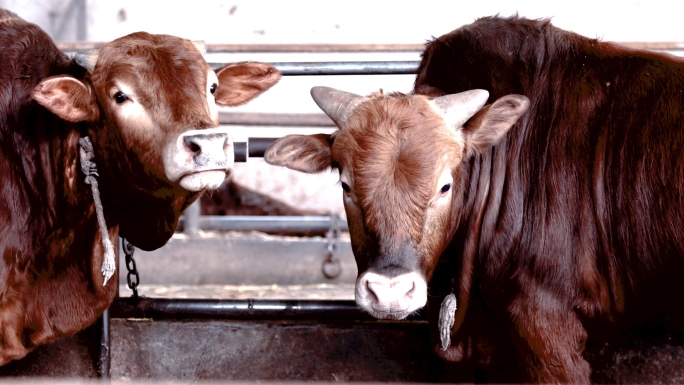 肉牛养殖肉牛喂养养殖场