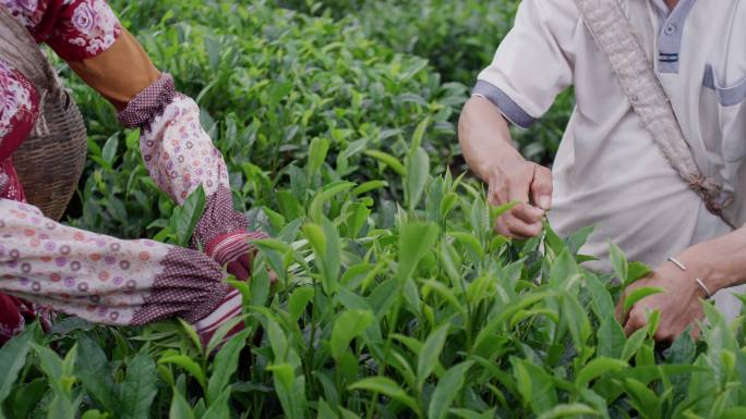 云南农民在茶山采茶