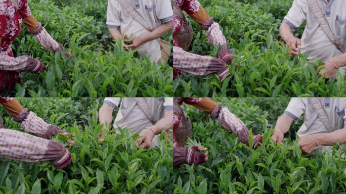 云南农民在茶山采茶
