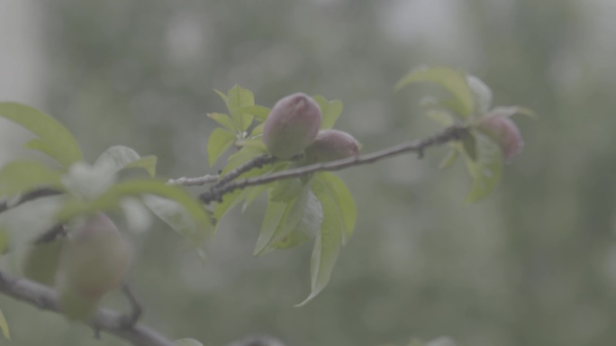 春日花朵绿芽4k