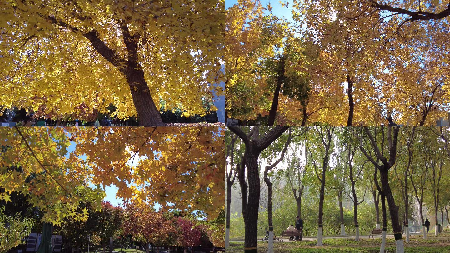秋天的公园黄色色的树木黄色s树叶跳广场舞