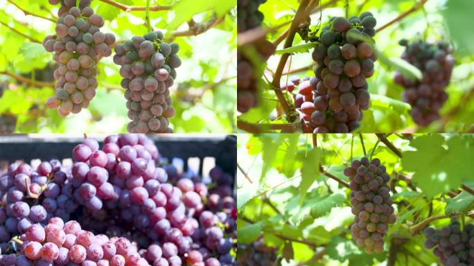 果园葡萄熟了、葡萄园采摘、葡萄素材