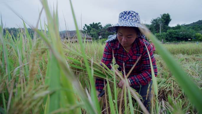 云南边境村庄的农民收割水稻