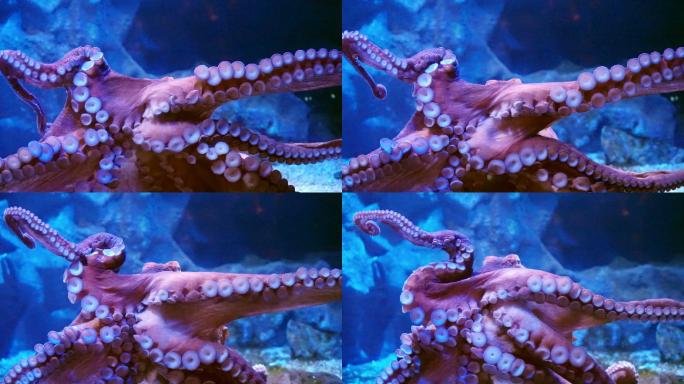 巨大的章鱼在水族馆的玻璃上伸展触角