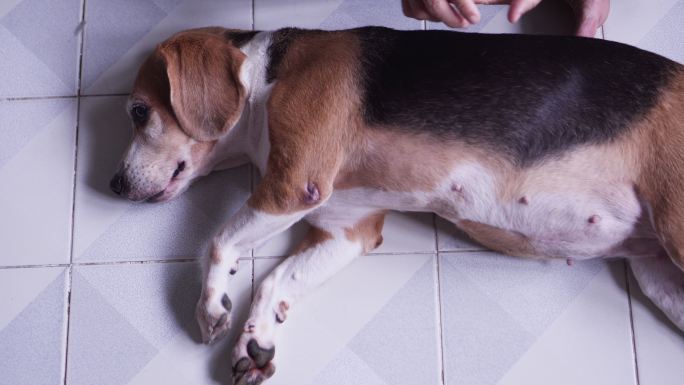 狗狗在地板上打盹视频素材宠物健康狗狗睡觉