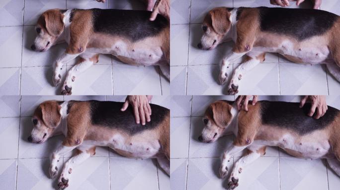 狗狗在地板上打盹视频素材宠物健康狗狗睡觉