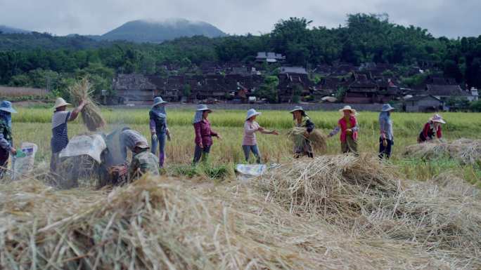 云南边境村庄的农民收割脱粒水稻