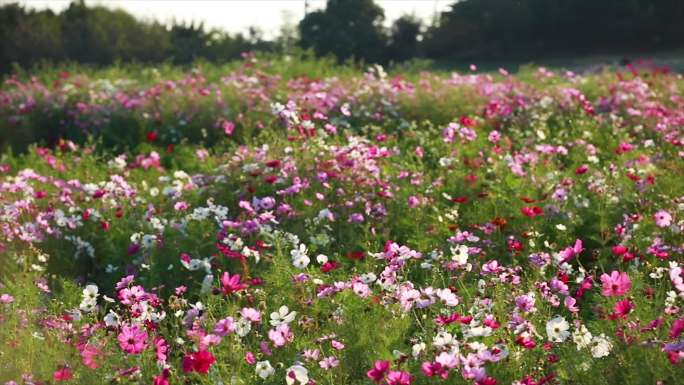 城市公园花海格桑花波斯菊素材