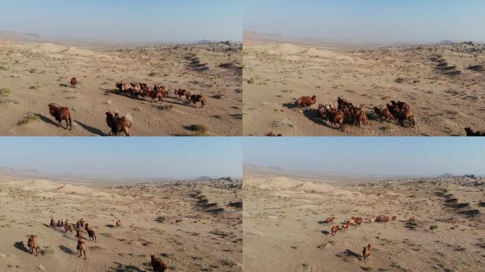 金塔高台戈壁沙漠野骆驼