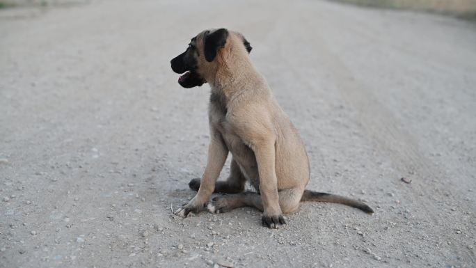 流浪小狗坐在泥土路中间