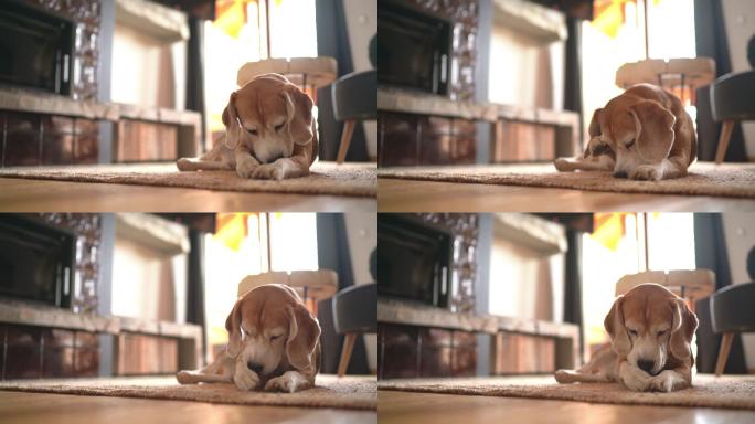 有趣的小猎犬躺在客厅的地毯上舔它的前爪