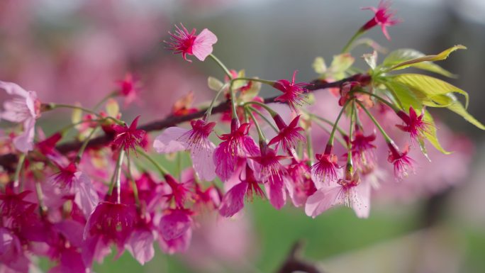 武汉东湖樱花园樱花地面