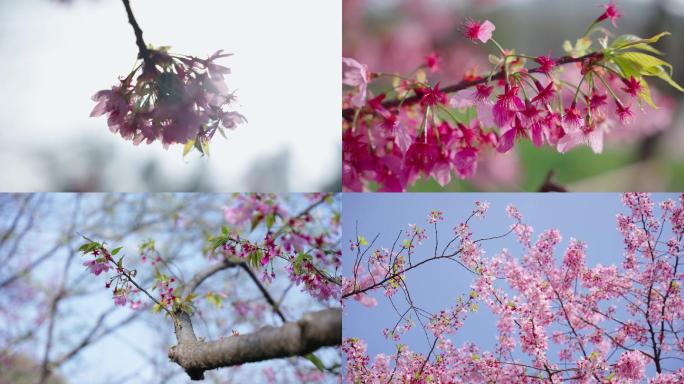武汉东湖樱花园樱花地面