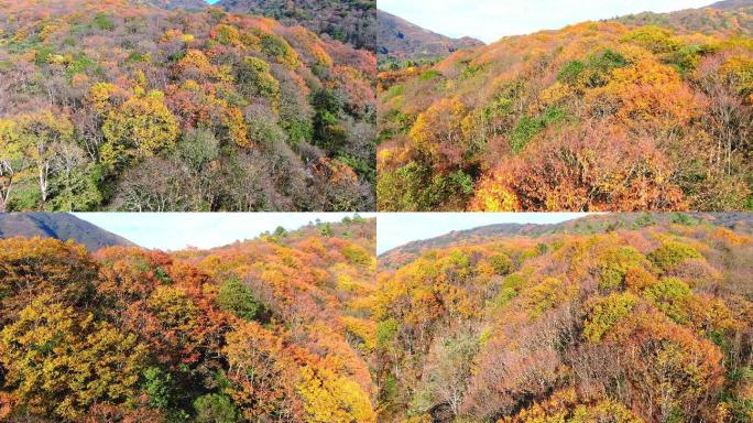 4K 航拍雷公山秋天风光8