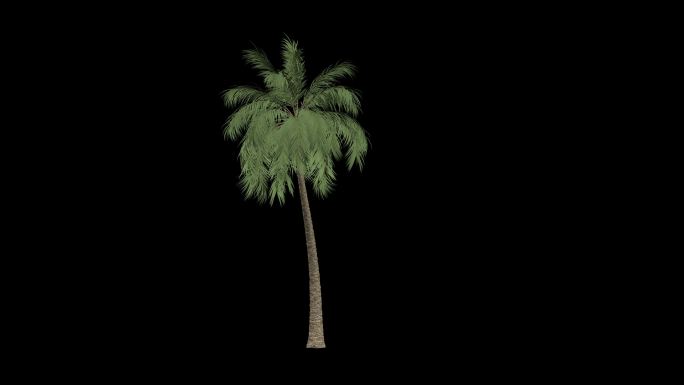 热带树木植物生长动画通道合成素材84