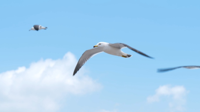 4K海鸥飞翔