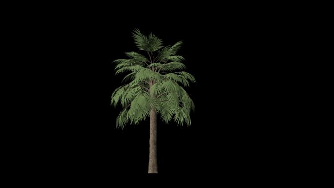 热带树木植物生长动画通道合成素材75