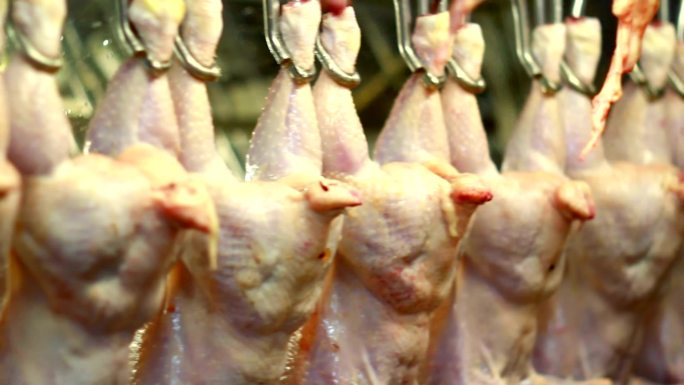 鸡肉半制品的加工屠宰场工作杀鸡