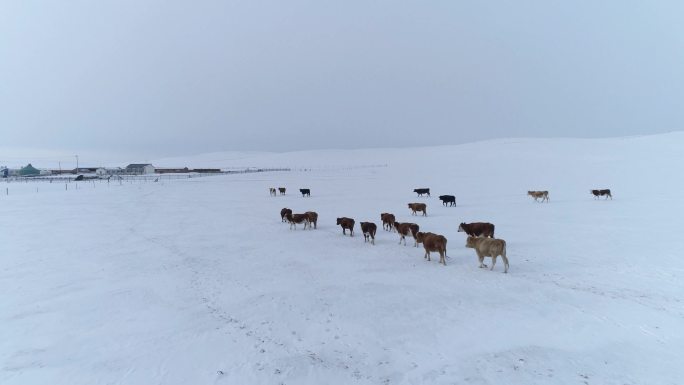 冬季动物牛群行走航拍