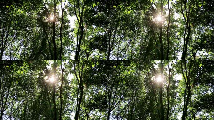 阳光穿过树林