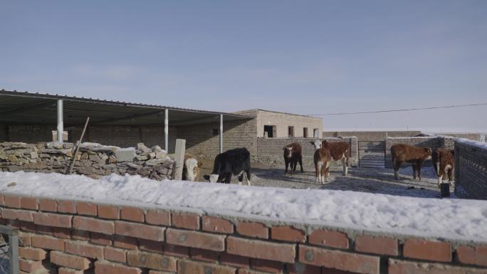 冬天牧场牛圈圈养的牛空镜