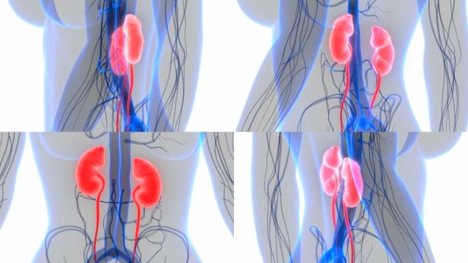 人体泌尿系统肾脏解剖