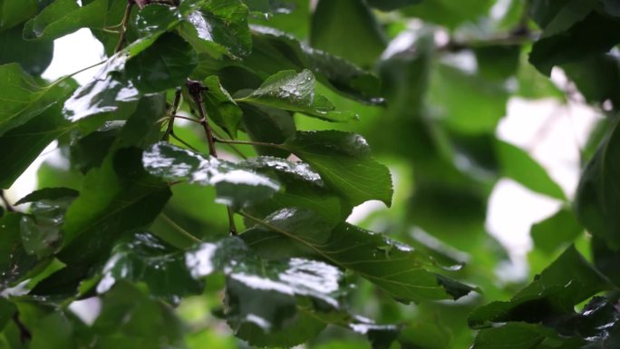 雨后雨滴落在树叶上雨停后的树叶雨露露水