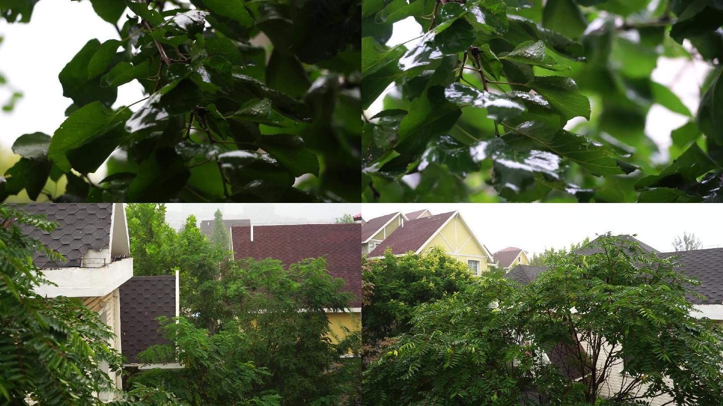 雨后雨滴落在树叶上雨停后的树叶雨露露水