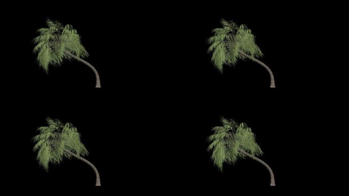 热带树木植物生长动画通道合成素材80