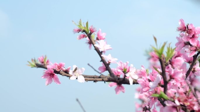 桃花 蜜蜂采花 小火车在花田行驶