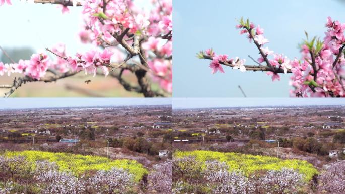 桃花 蜜蜂采花 小火车在花田行驶