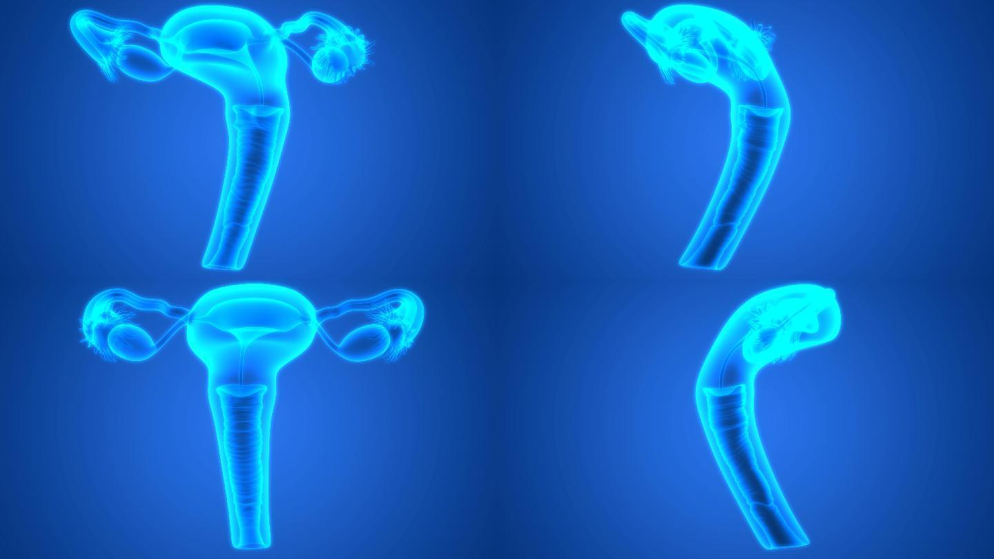 女性生殖系统解剖的三维图解