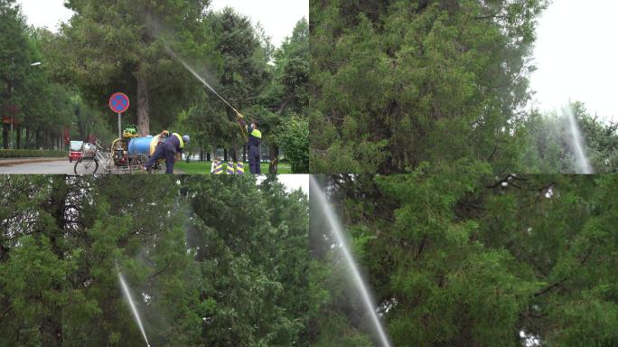 三轮洒水车浇灌树木洒水柏树实拍