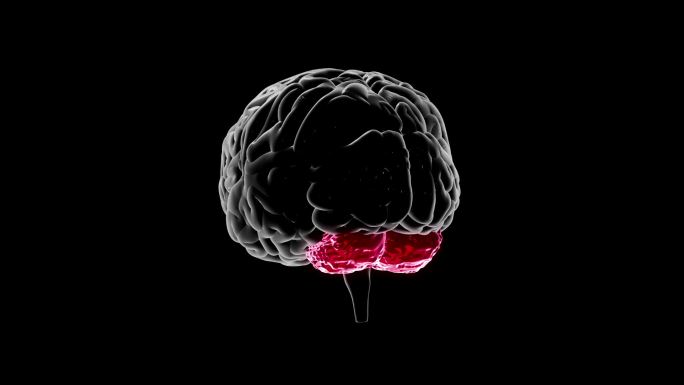 人类大脑发光区域展示图