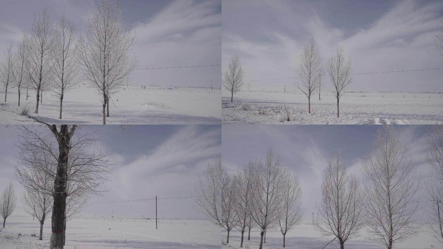 冬季雪地公路行车记录秃树